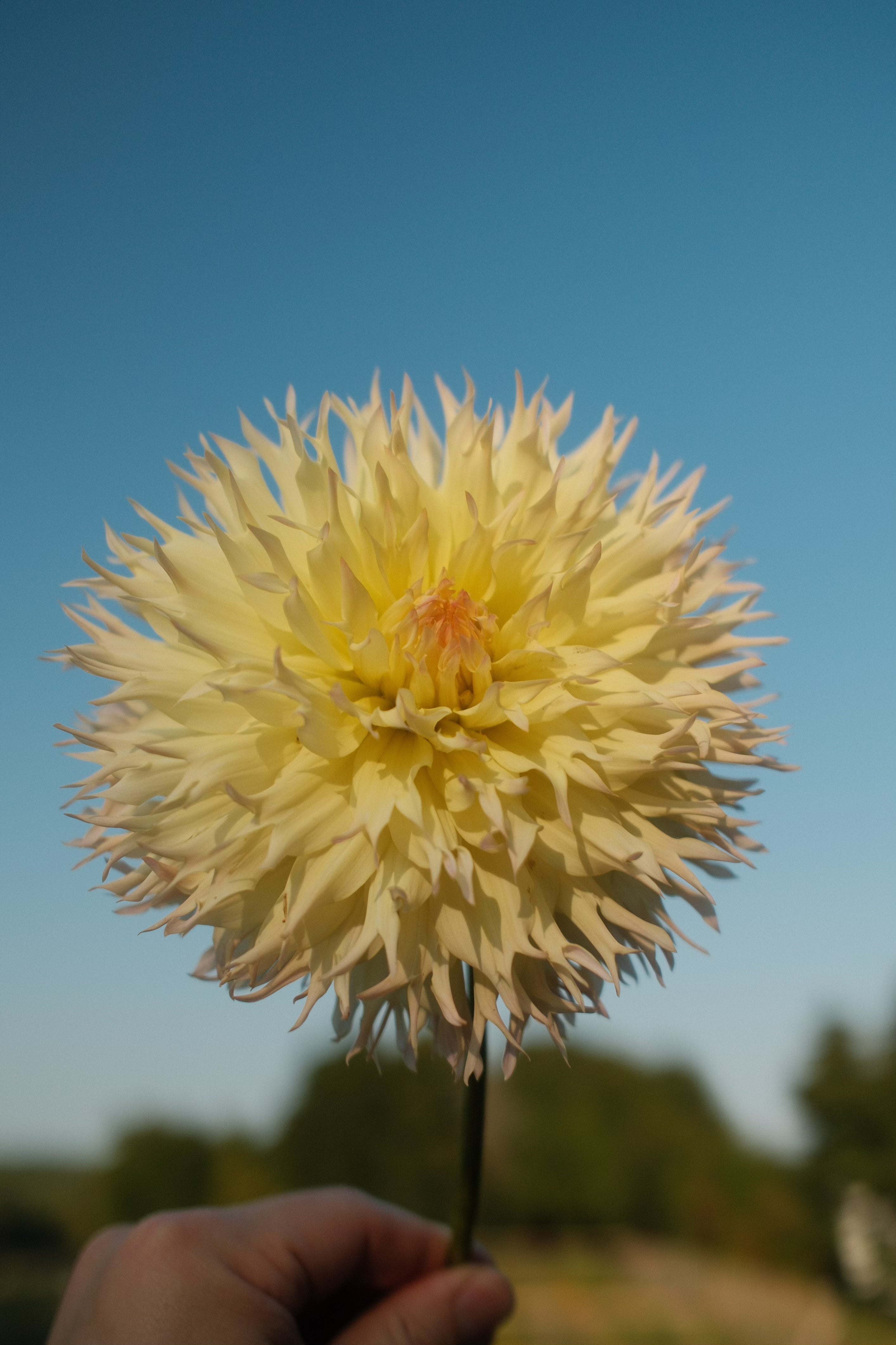 Citron Du Cap - Bulk - 10 Dahlia Tubers – Fiona's Flower Farm